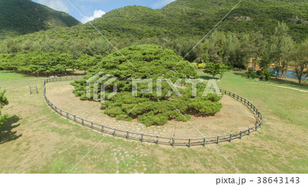 念頭平松 伊平屋島 念頭平松 伊平屋島 38643143