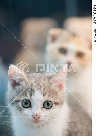 飼猫 家猫 イエネコ 38643298