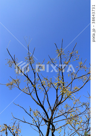 果実の付いたセンダン 38643731