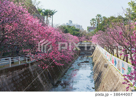 与儀公園 桜の写真素材