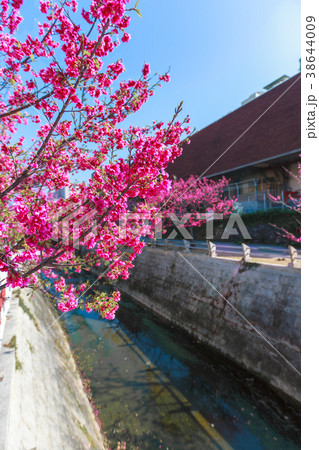 与儀公園 桜の写真素材