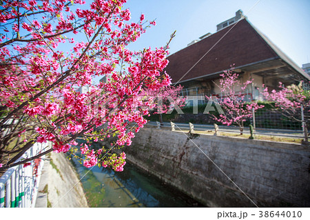 与儀公園 桜の写真素材