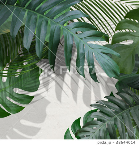 背景-植物-白壁 背景-植物-白壁 38644014