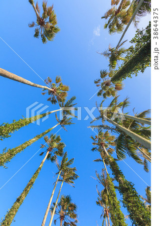 ヤシの木　椰子の木　ユスラヤシ 38644375