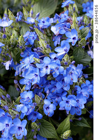 エランテムム・ウォッティ- エランテムム・ウォッティ- 38644656