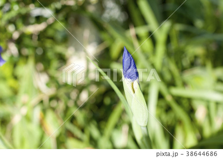 一初の蕾 38644686