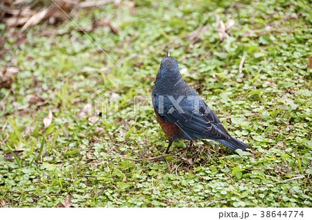 イソヒヨドリ 38644774