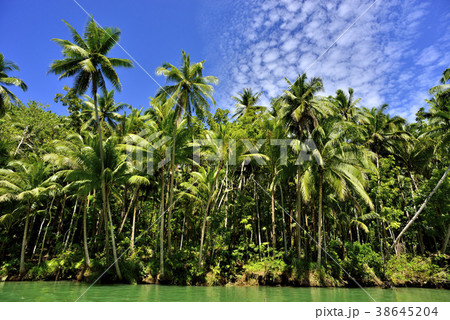 ボホール島　リバークルーズ 38645204