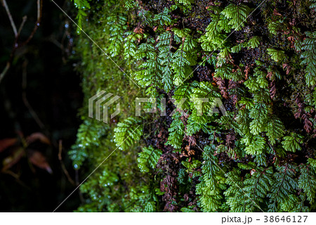 Close up green moss in forest Close up green moss in forest 38646127