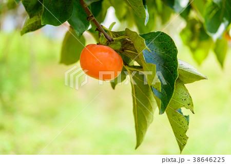 Persimmon tree with fruit in the orchard Persimmon tree with fruit in the orchard 38646225