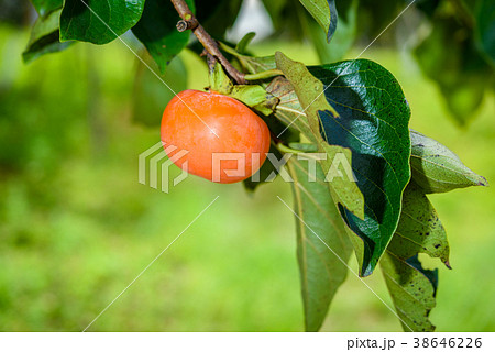 Persimmon tree with fruit in the orchard Persimmon tree with fruit in the orchard 38646226