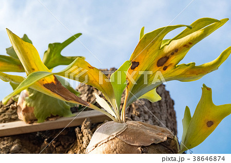 Staghorn Ferns (Platycerium Holttumii) plant over Staghorn Ferns (Platycerium Holttumii) plant over 38646874