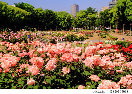 靭公園（大阪市）に咲くバラ　＜ストロベリーアイス＞ 38646963