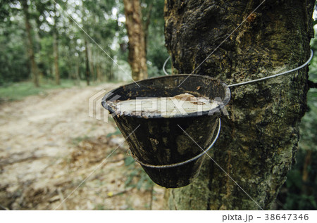 latex extracted from rubber tree 38647346