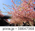 河津桜 38647368