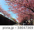 河津桜並木 38647369