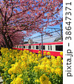 桜と菜の花と電車 38647371