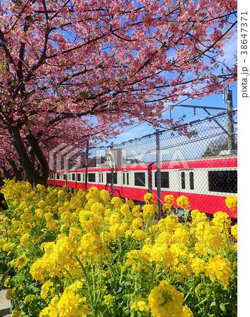 桜と菜の花と電車 桜と菜の花と電車 38647371