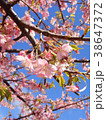 河津桜 38647372