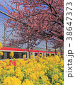 桜と菜の花と電車 38647373