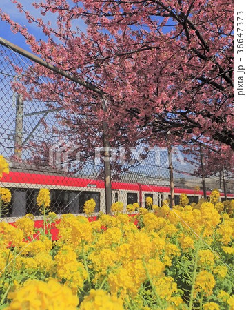 桜と菜の花と電車 38647373