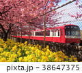 桜と菜の花と電車 38647375