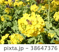 菜の花と蜂 38647376