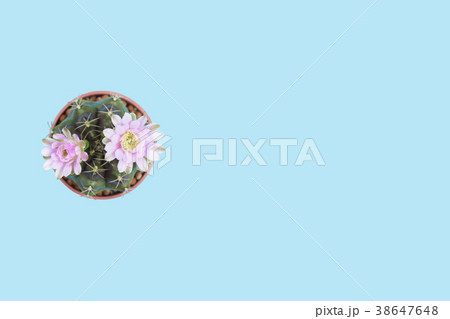 Cactus gymnocalycium topview isolated clippingpath Cactus gymnocalycium topview isolated clippingpath 38647648