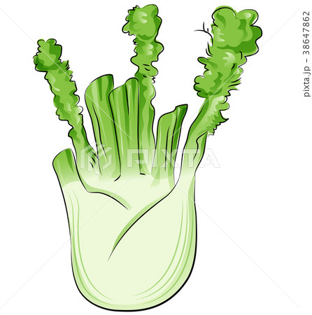 fennel cartoon isolated on white 38647862