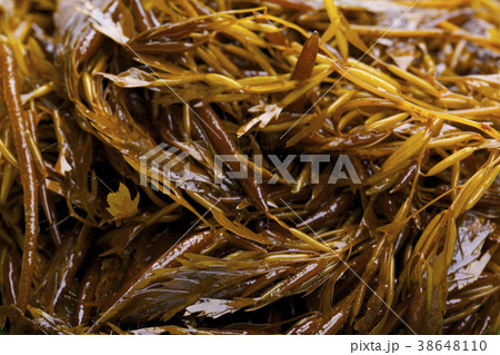 アカモク 食材 アカモク 食材 38648110