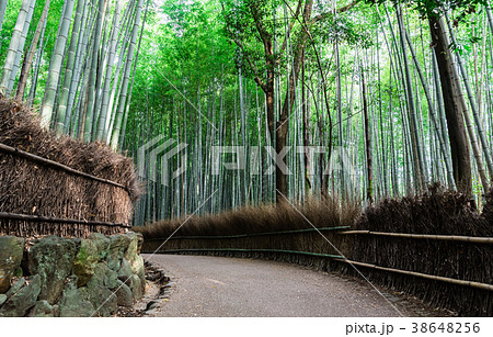京都 嵯峨野 竹林の道 京都 嵯峨野 竹林の道 38648256