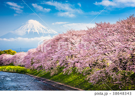 Mt. Fuji in Spring Mt. Fuji in Spring 38648343
