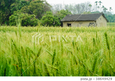 麦畑 麦畑 38649429