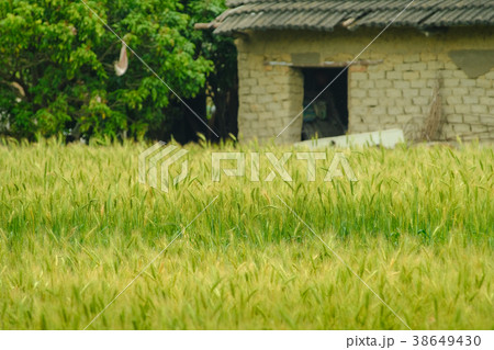 麦畑 麦畑 38649430