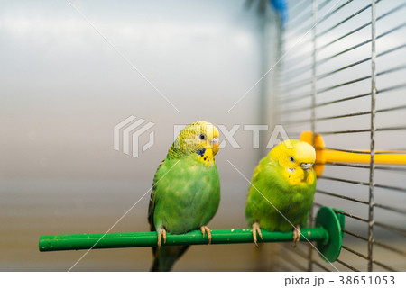 Two parrots sitting on a stick in pet shop Two parrots sitting on a stick in pet shop 38651053