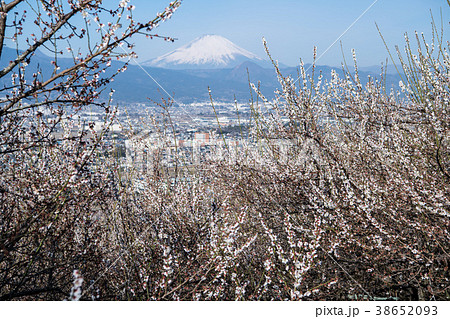 梅林と富士山 38652093