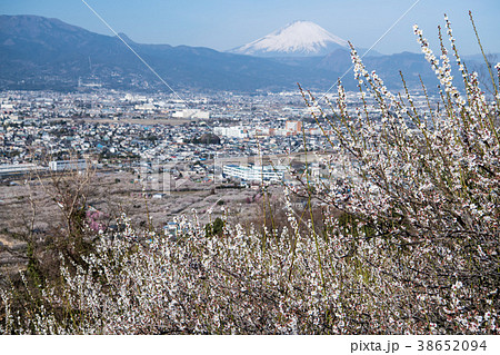 梅林と富士山 38652094