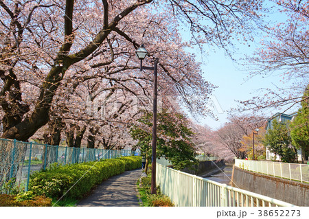 高井戸から浜田山周辺 神田川沿いの桜 高井戸から浜田山周辺 神田川沿いの桜 38652273