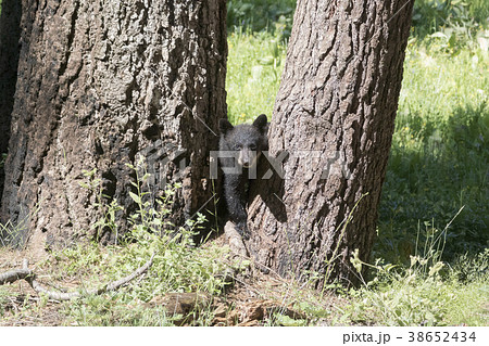 ブラックベアーの子供 ブラックベアーの子供 38652434