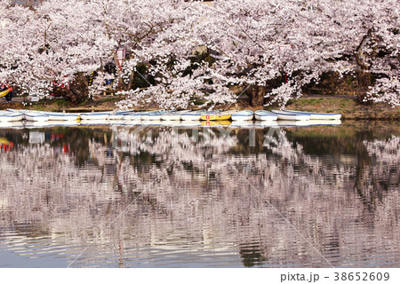 春の弘前公園 外堀 春の弘前公園 外堀 38652609