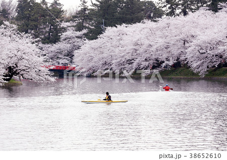 春の弘前公園 外堀 春の弘前公園 外堀 38652610