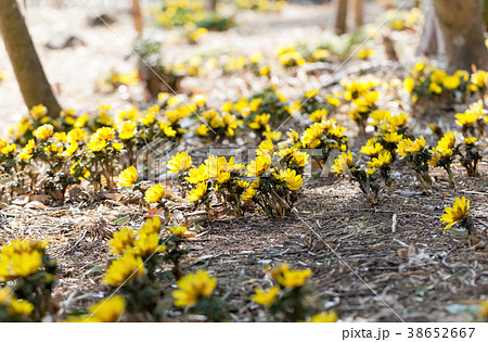 福寿草、群生 福寿草、群生 38652667