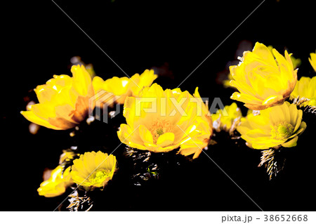 福寿草、黒背景 福寿草、黒背景 38652668