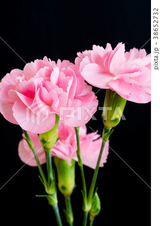黒背景のピンクのカーネーション 38652732