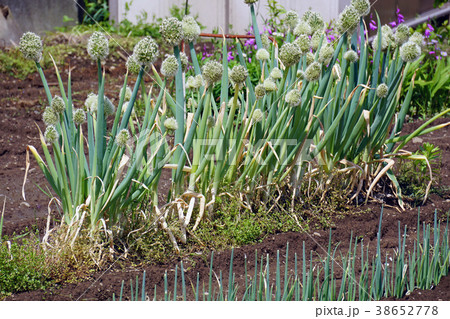 ねぎ坊主 38652778