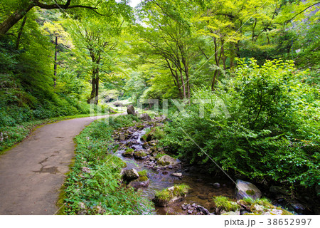 夏の森と小川と小道の写真素材 [38652997] - PIXTA