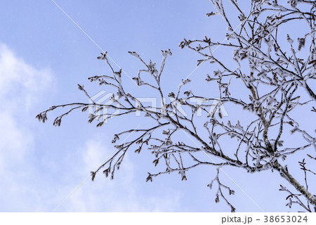 季節 木 空 38653024