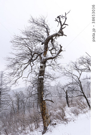 冬 雪景色 屋外 38653036