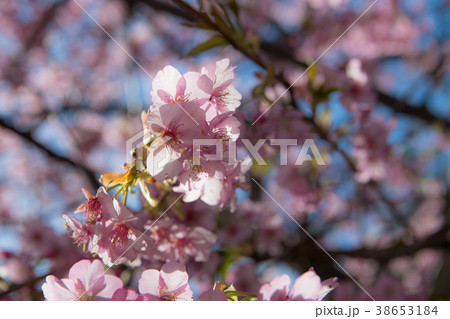 河津桜 Cherry Blossoms 38653184