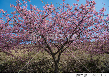 河津桜 Cherry Blossoms 河津桜 Cherry Blossoms 38653185